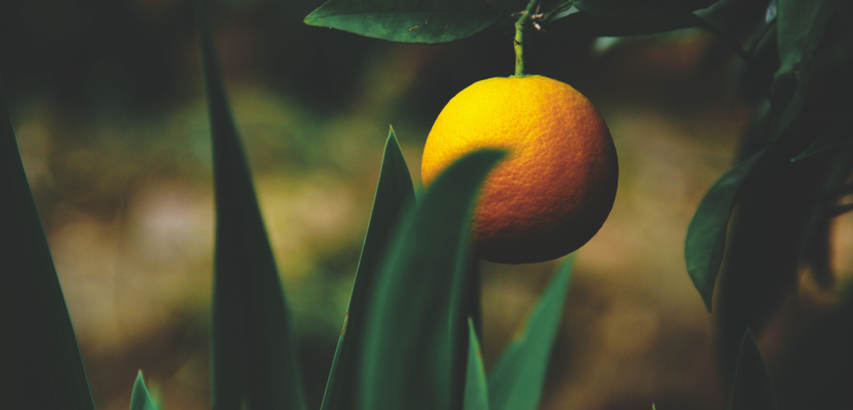 Jaffa orange Bazarrna Jaffa orange, freepalestine, gaza,